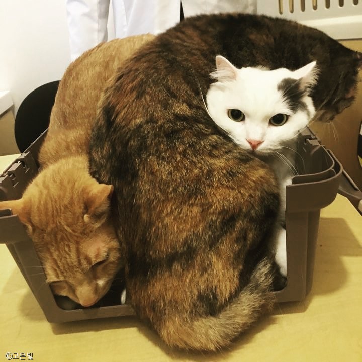 노트펫
