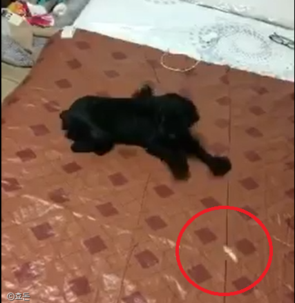 노트펫