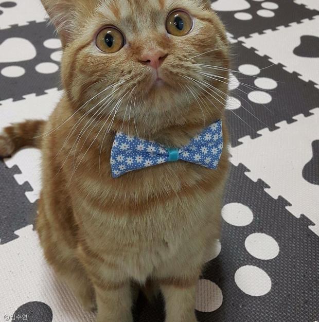 노트펫