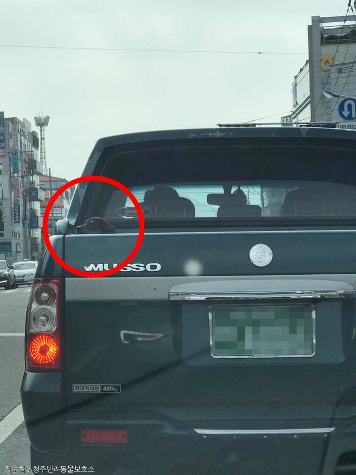 노트펫