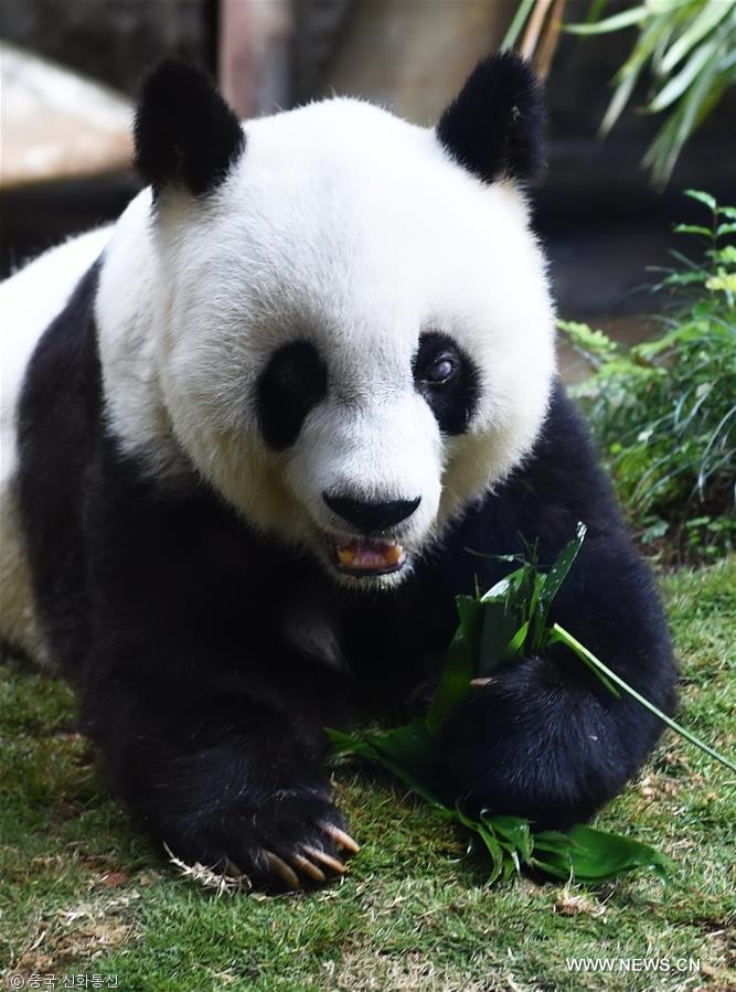노트펫
