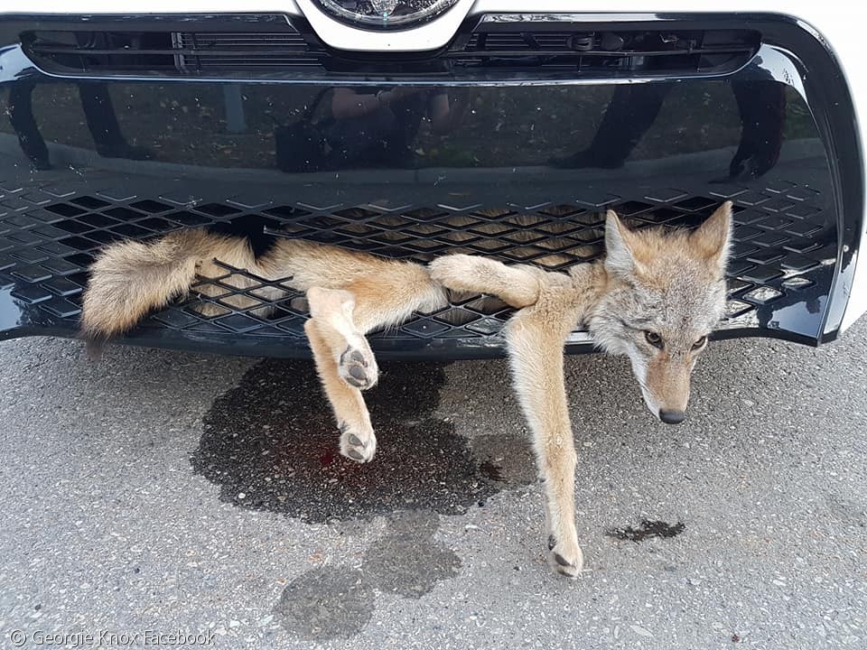 노트펫