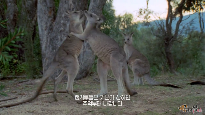 노트펫