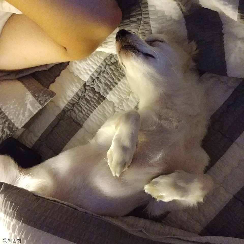 노트펫