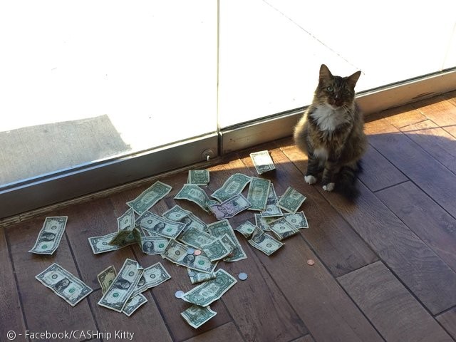 노트펫