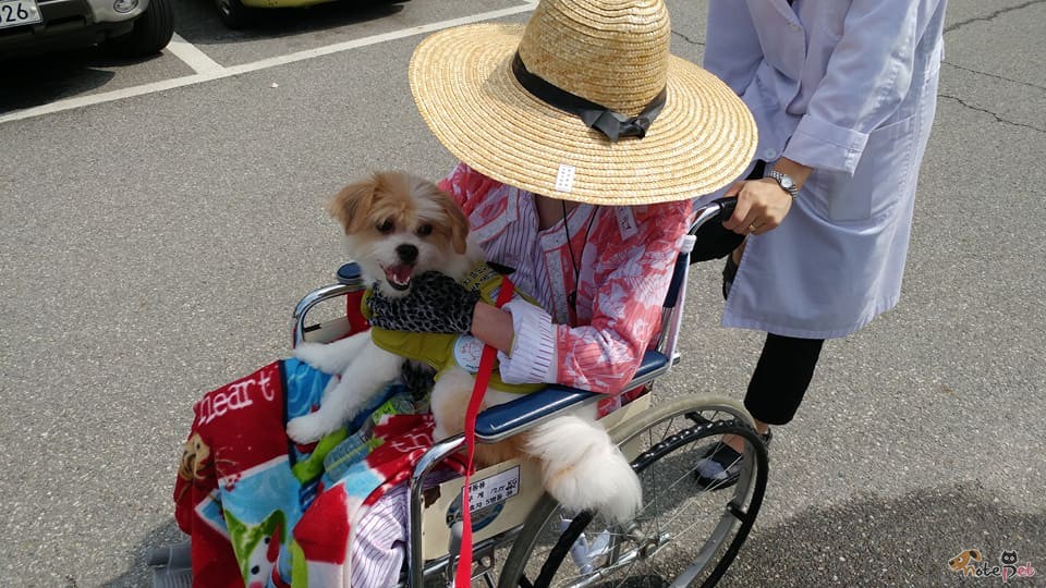 노트펫