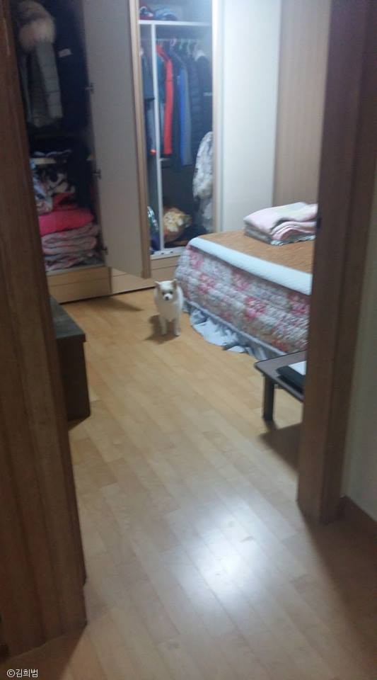 노트펫