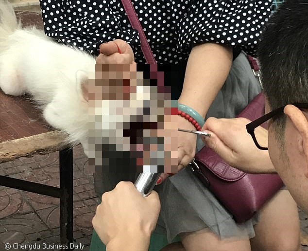 노트펫