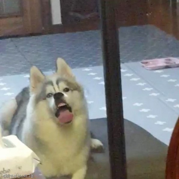 노트펫