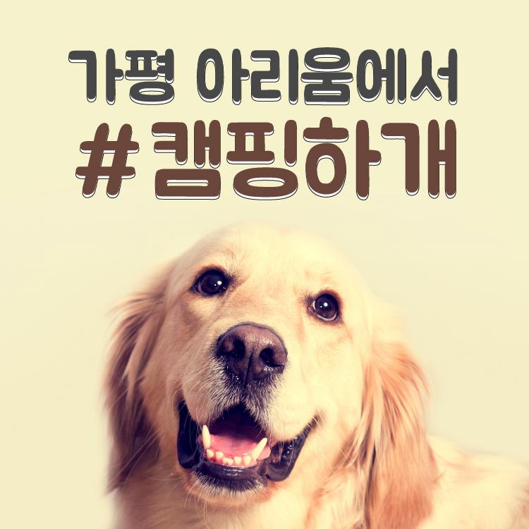 노트펫