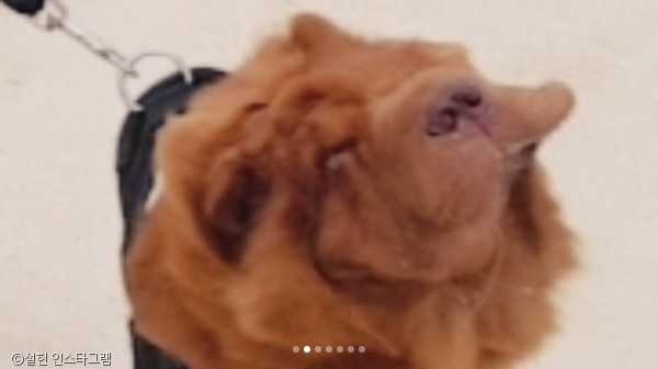노트펫