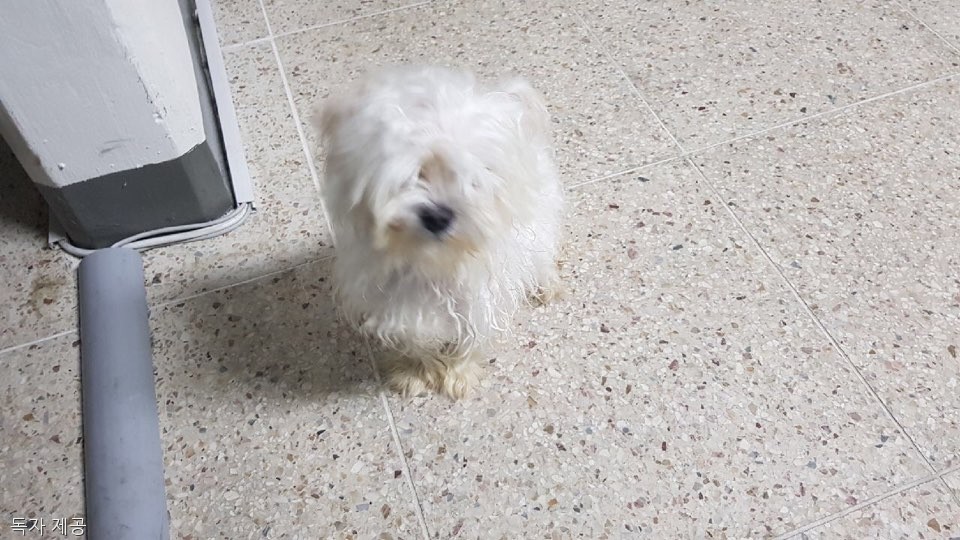 노트펫
