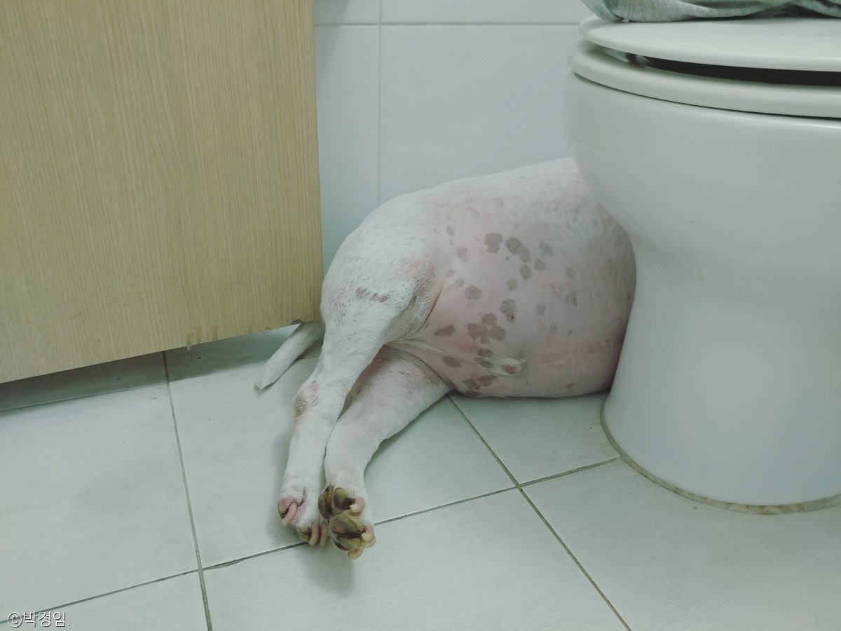 노트펫