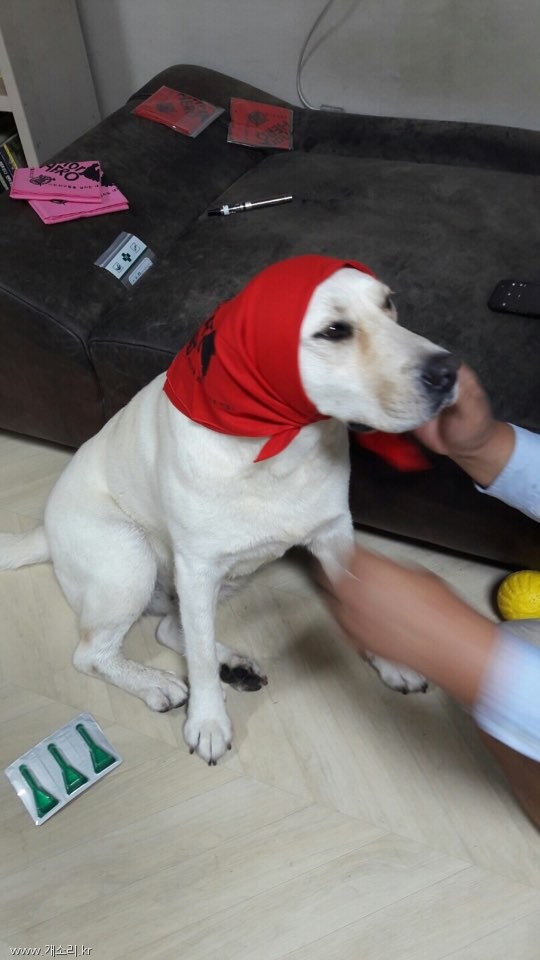 노트펫