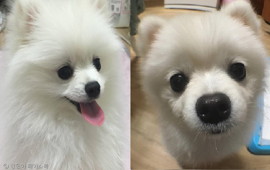 노트펫