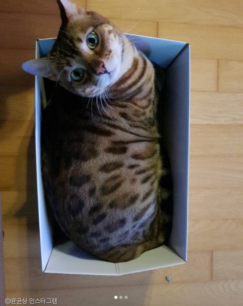 노트펫