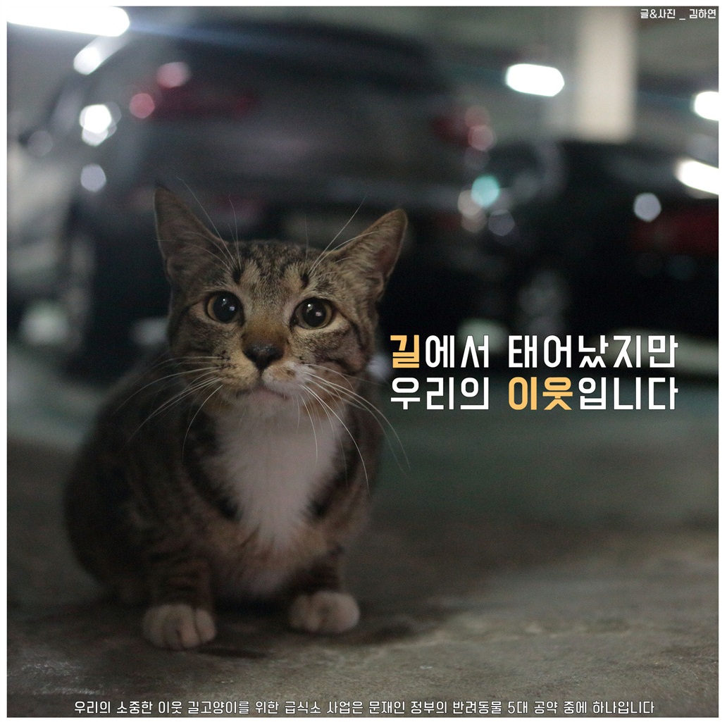 노트펫