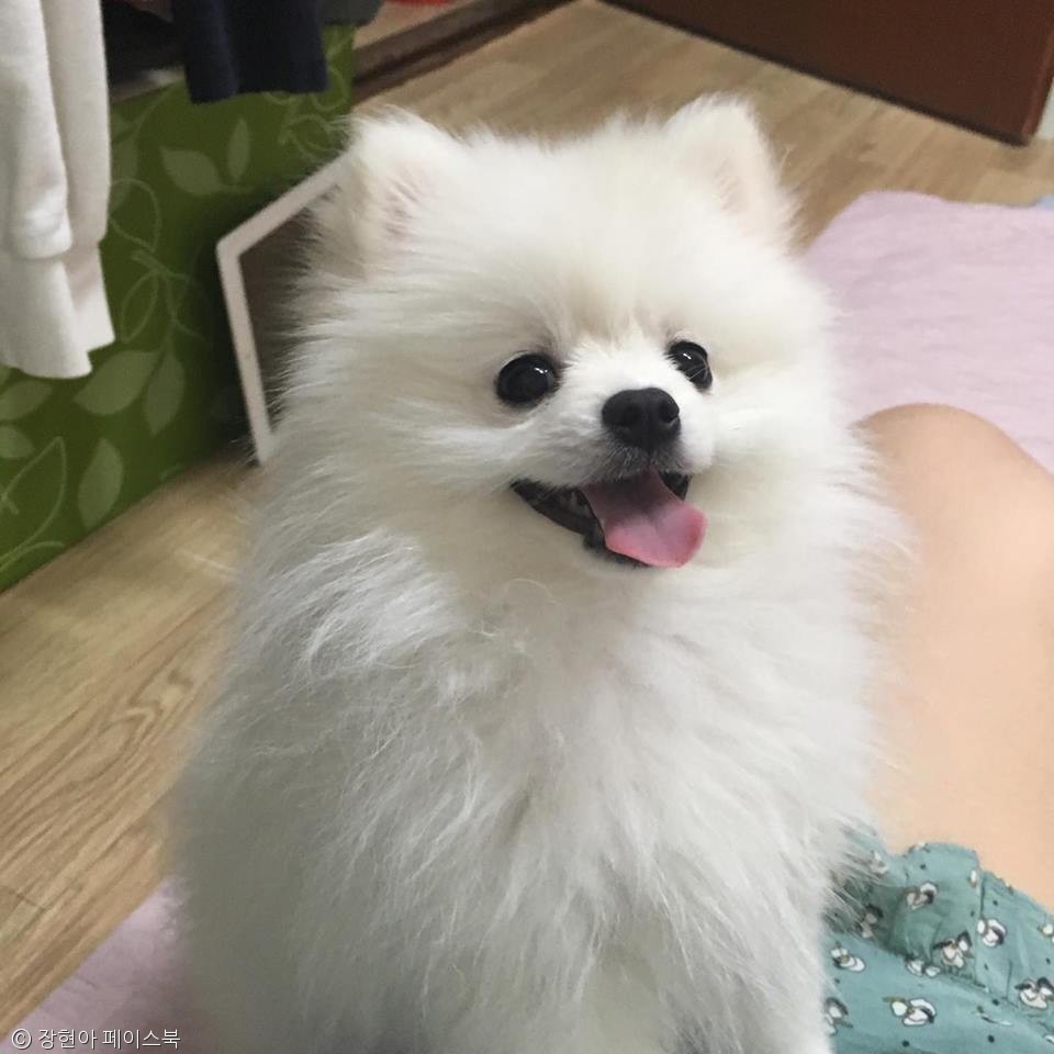 노트펫