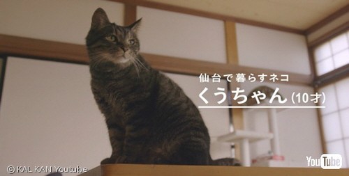 노트펫
