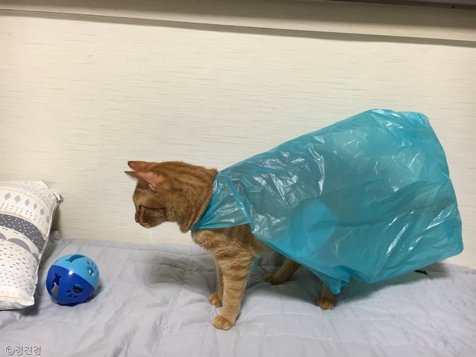 노트펫