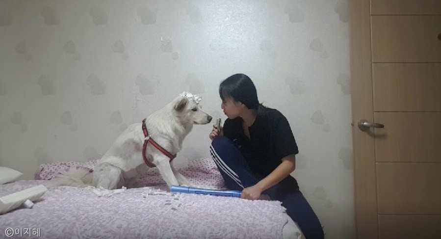 노트펫
