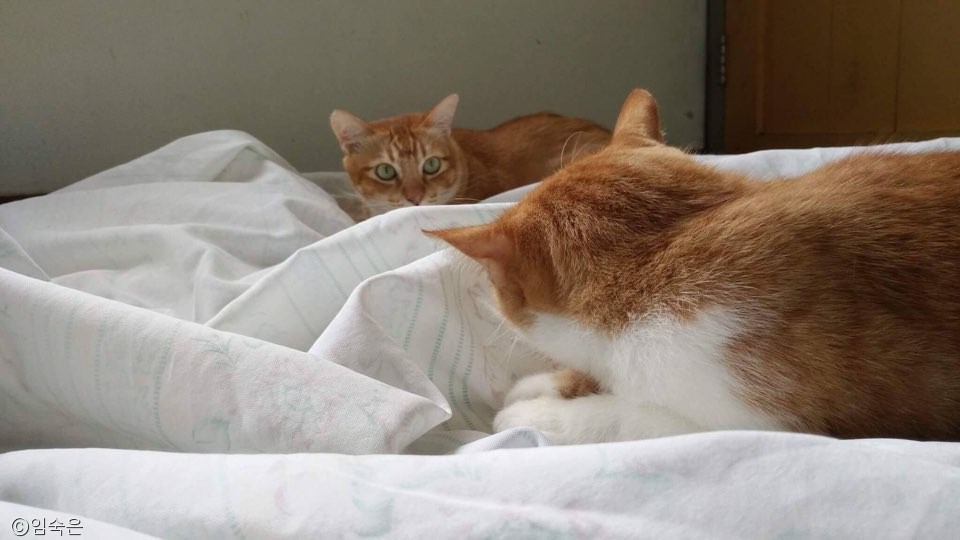 노트펫