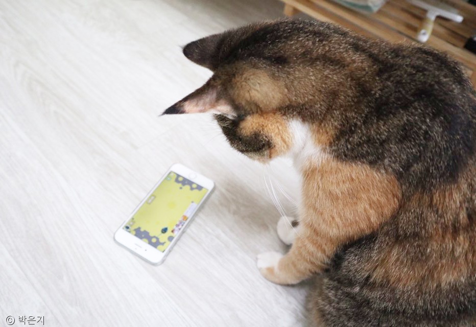 노트펫
