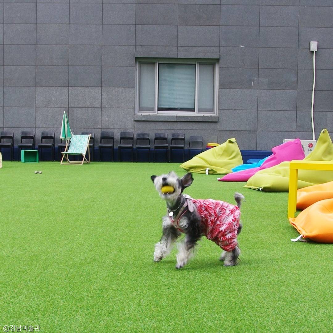 노트펫