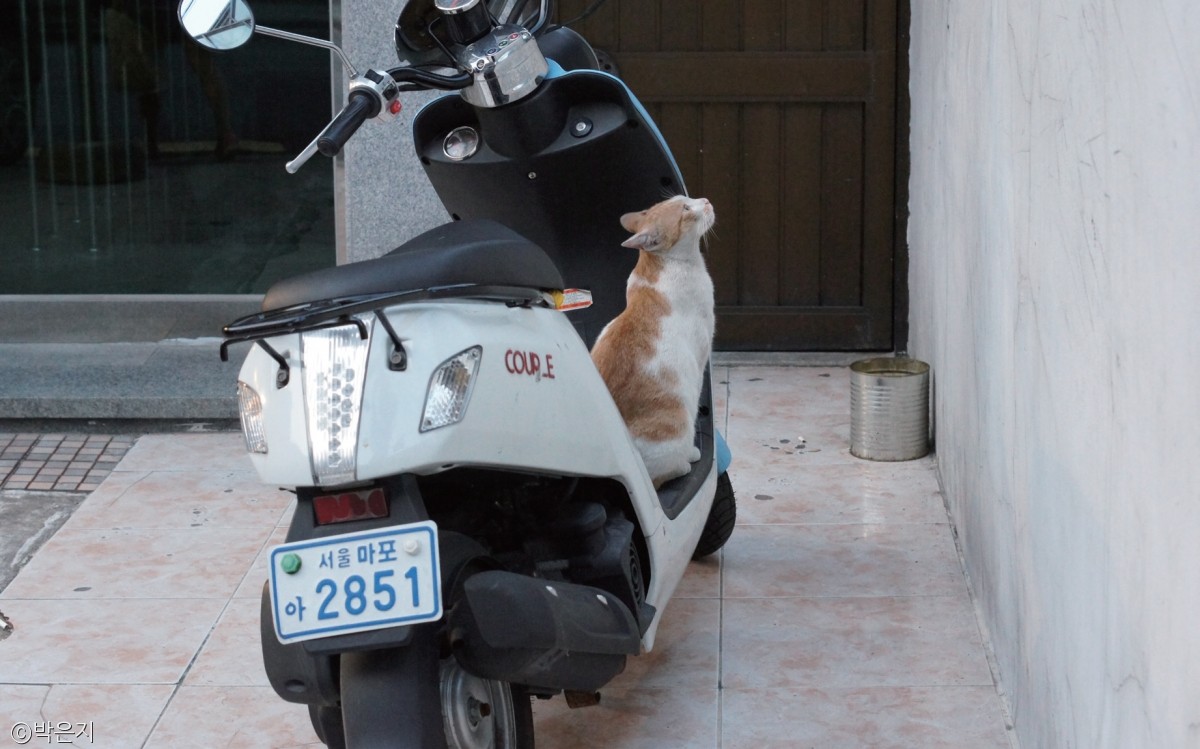 노트펫