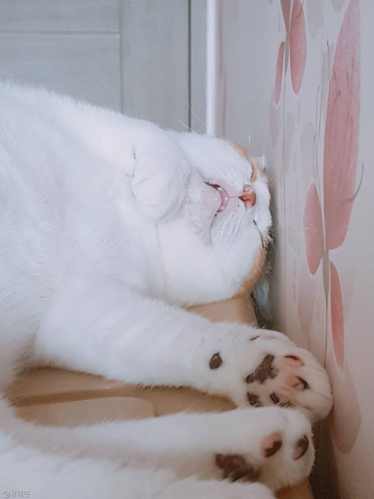 노트펫