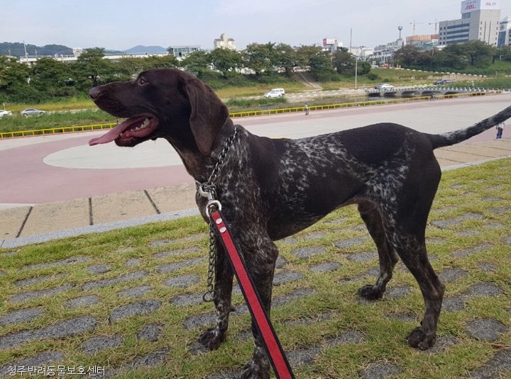 노트펫