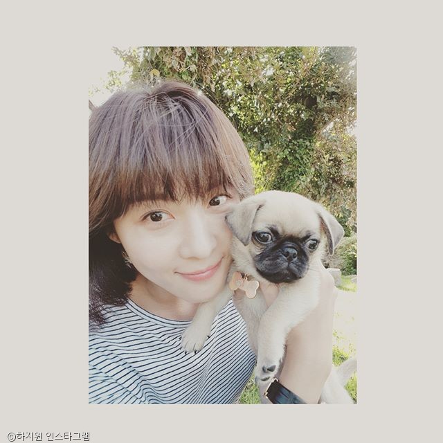 노트펫