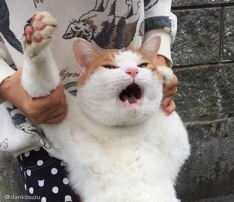 노트펫