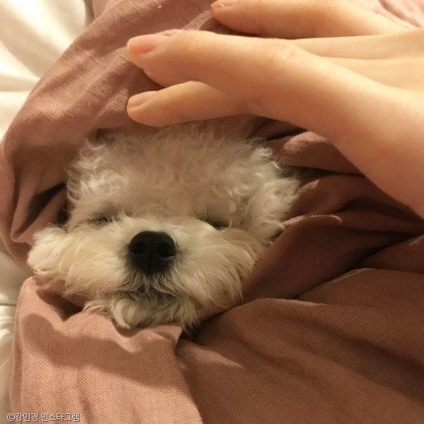 노트펫