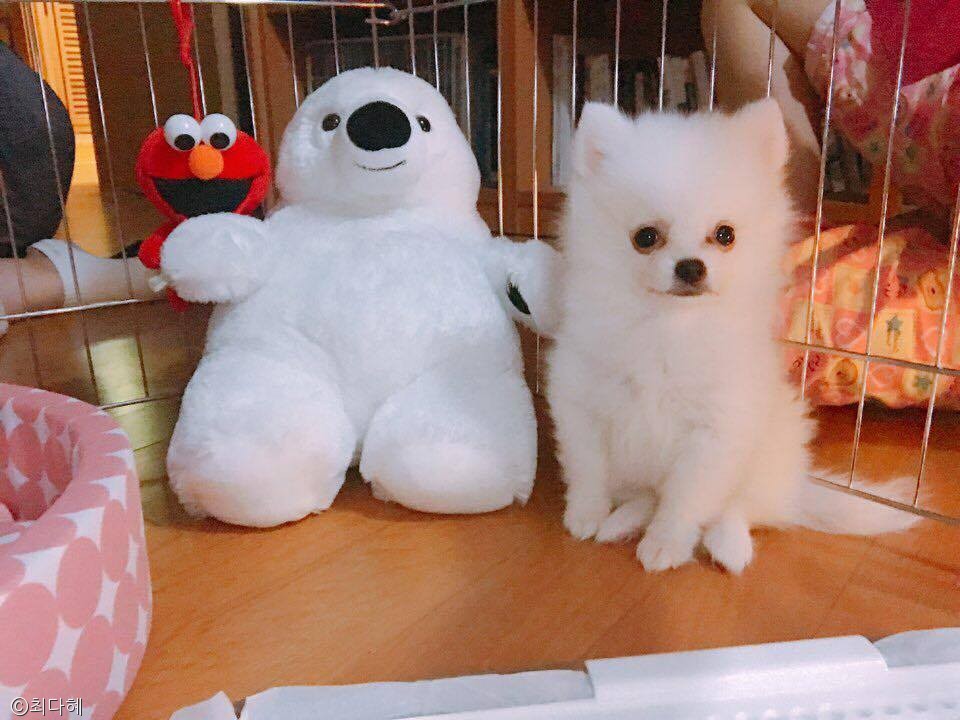 노트펫