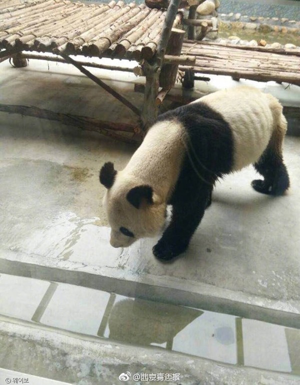 노트펫