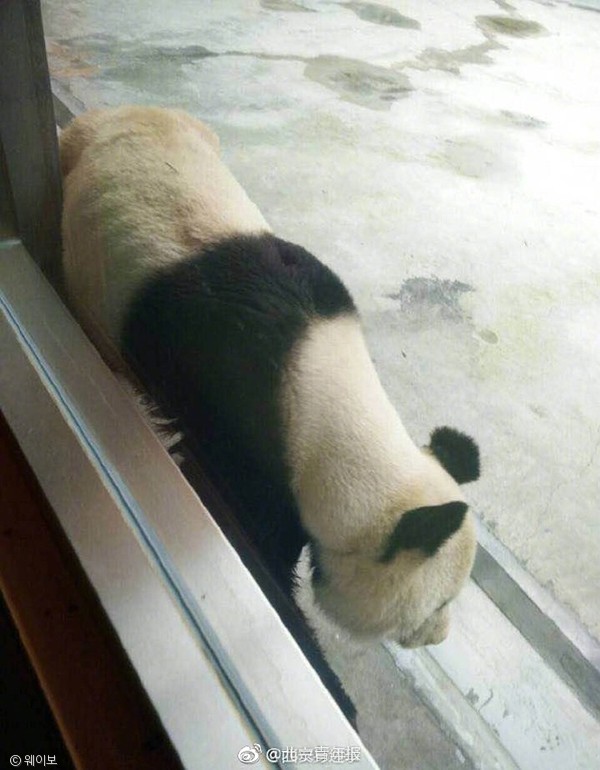 노트펫