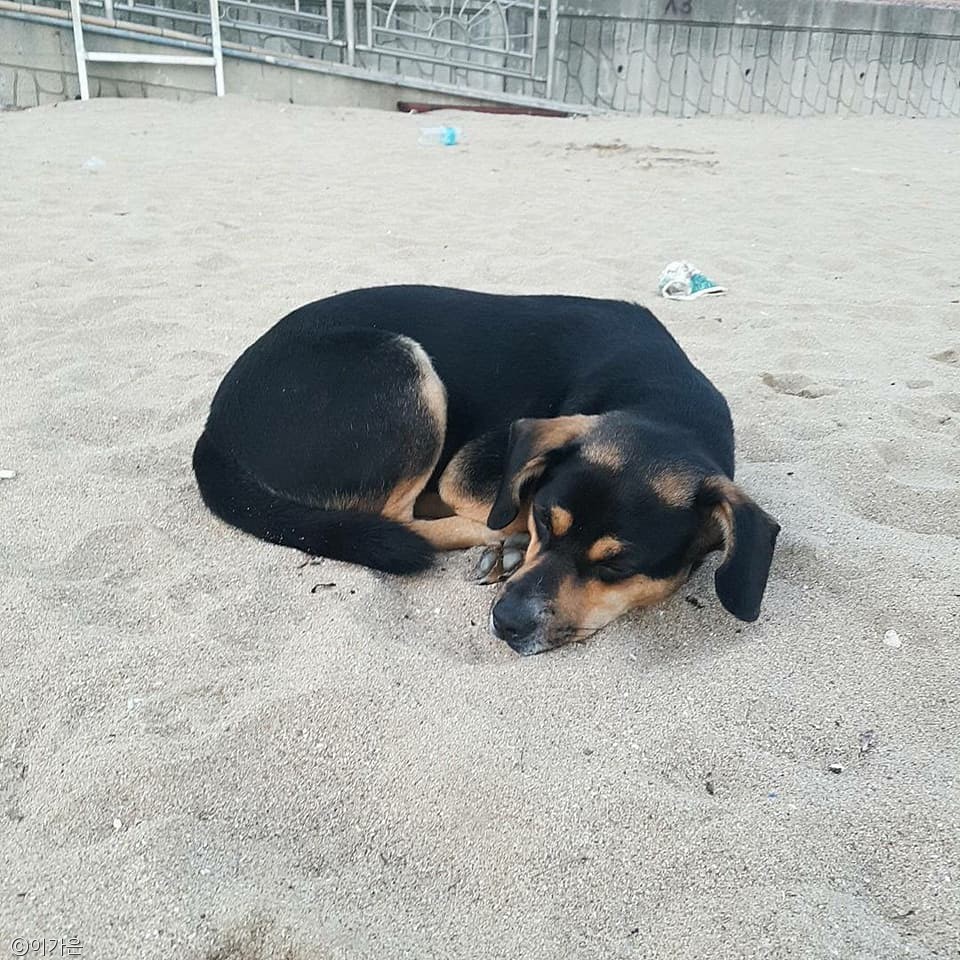 노트펫