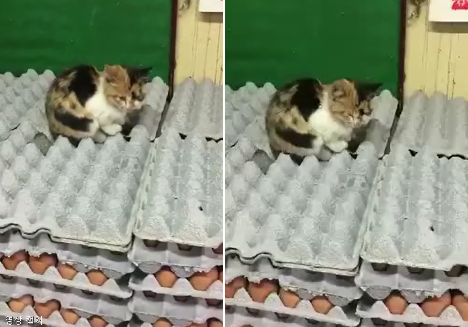 노트펫