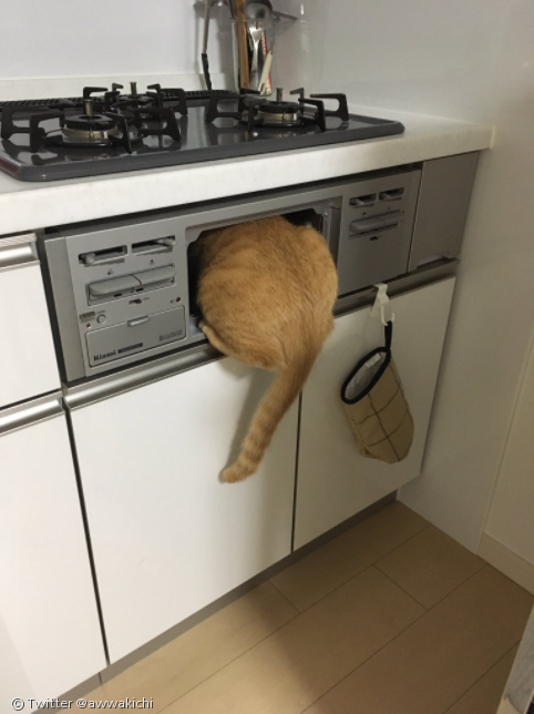 노트펫
