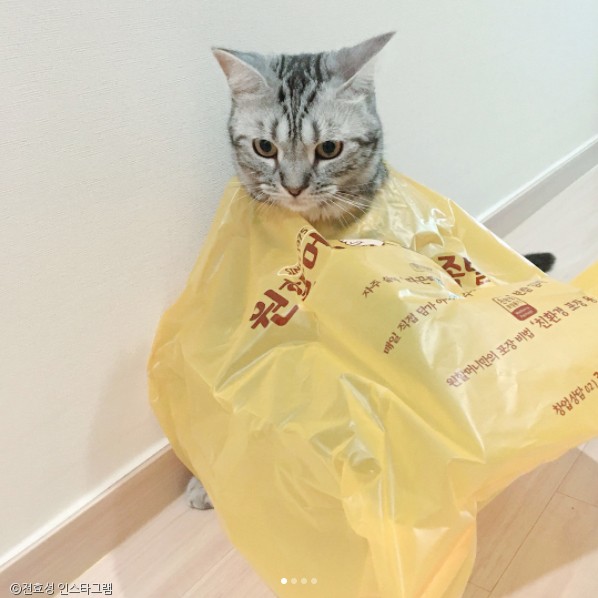 노트펫