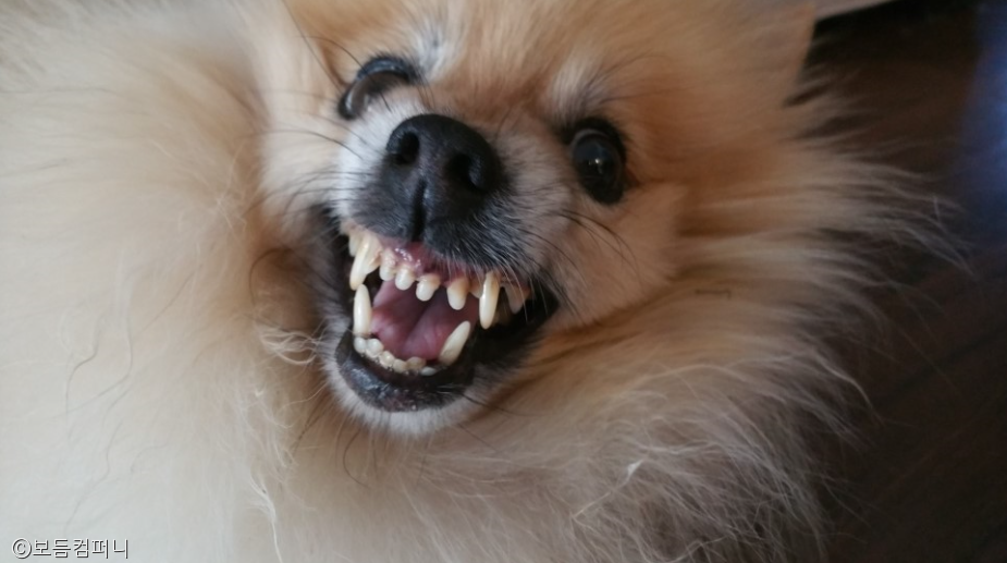 노트펫