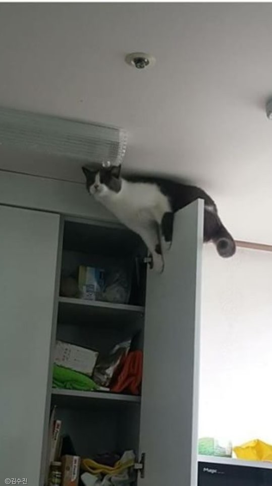 노트펫