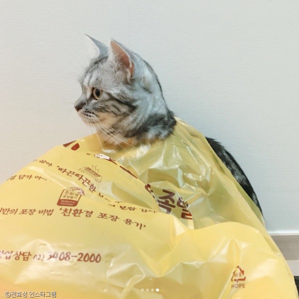노트펫