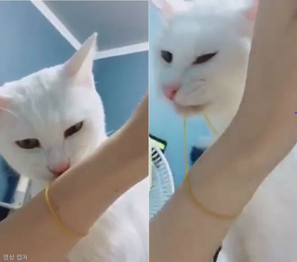 노트펫