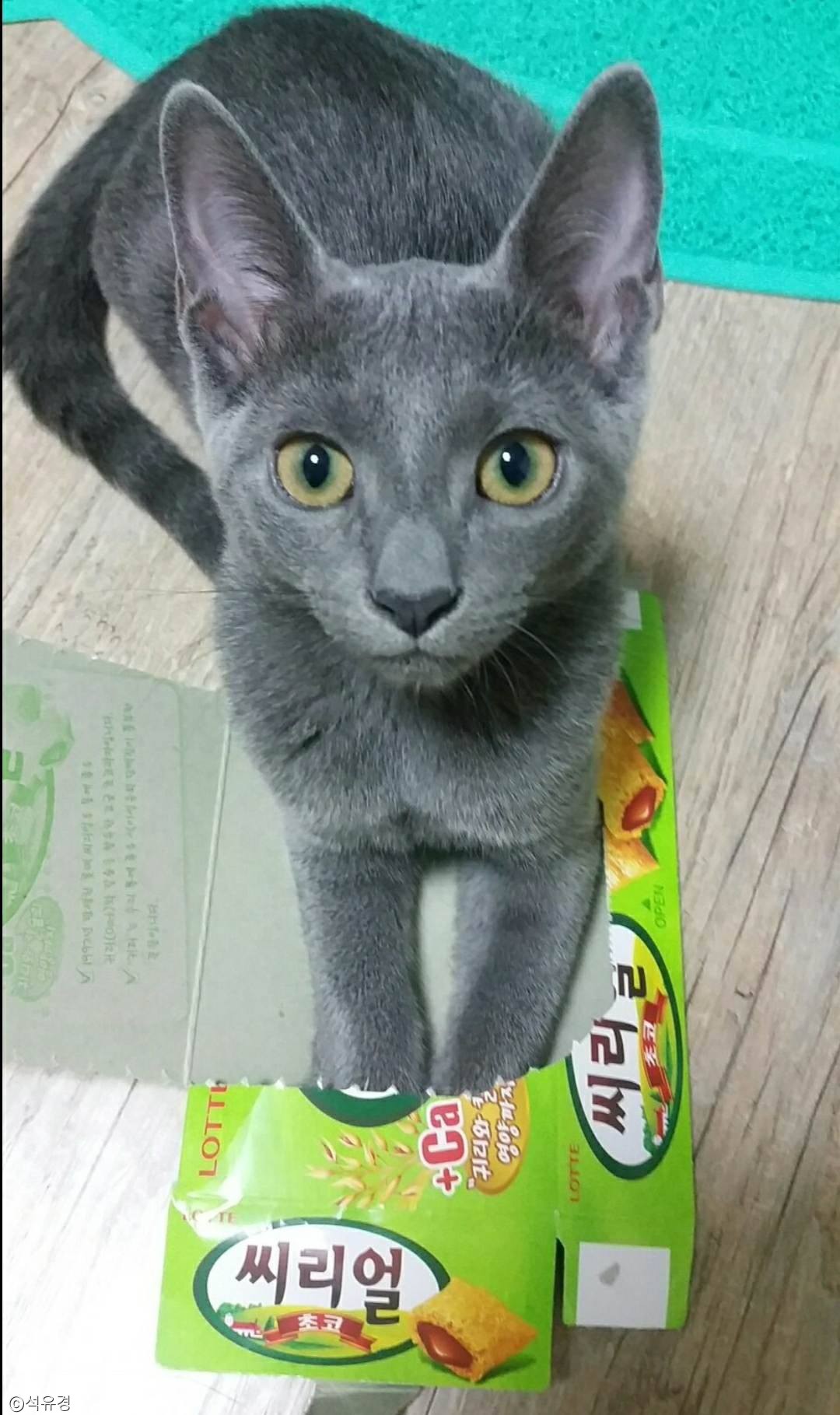노트펫