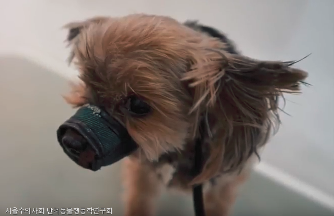 노트펫