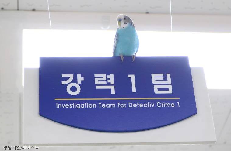 노트펫