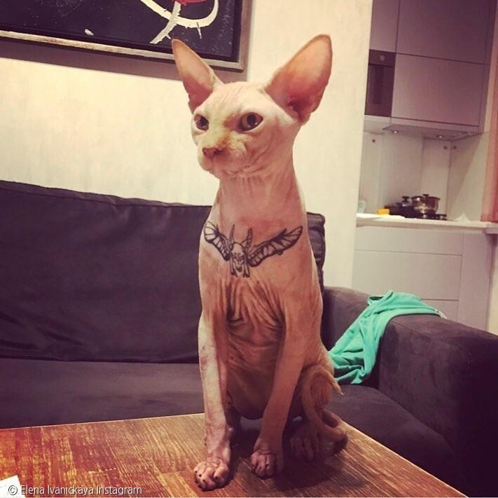 노트펫