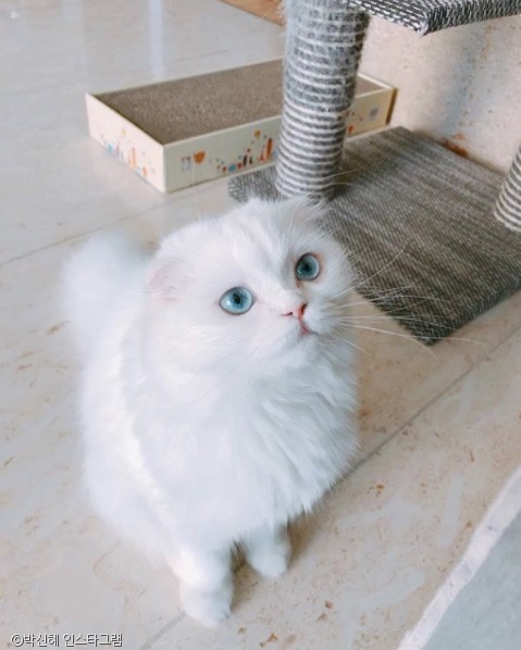 노트펫